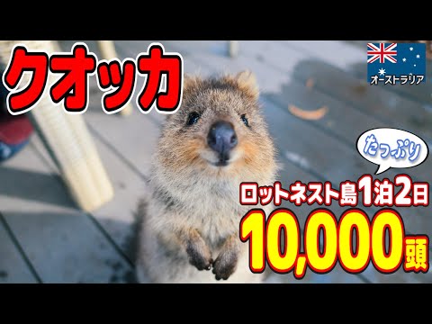 【10,000頭】世界一幸せな動物「クオッカ」の島があった！仲良くなる正しい方法とは【ロットネスト島1泊2日】🇦🇺 // Legal Wedding Life